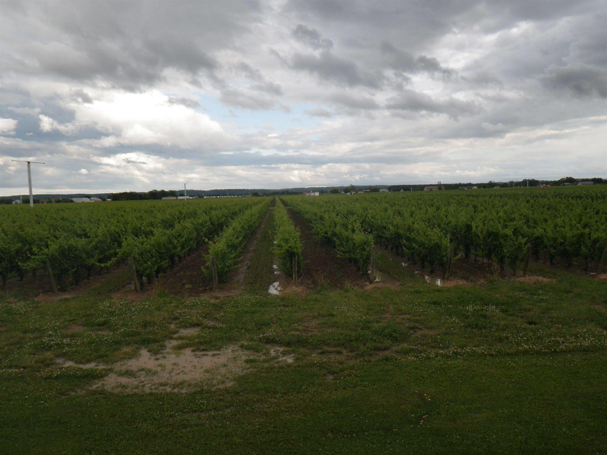 A Vineyard View Bed&Breakfast Niagara-on-the-Lake Exterior foto